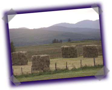 Highland Croft Produce - Quality Highland Lamb and Venison