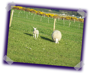 Highland Croft Produce - Quality Highland Lamb and Venison