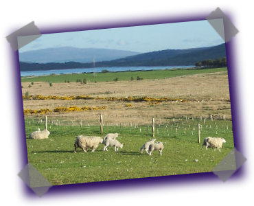 Highland Croft Produce - Quality Highland Lamb and Venison
