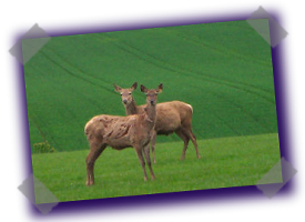 Highland Croft Produce - Quality Highland Lamb and Venison