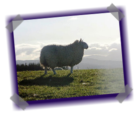 Highland Croft Produce - Quality Highland Lamb and Venison
